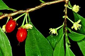 Image result for Erythroxylaceae