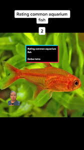 20 Best Fish For A 10 Gallon Aquarium