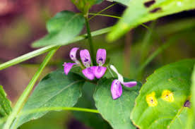 Image result for Dicliptera pumila