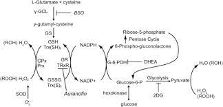 The official leader of the almighty clan go sub to my youtube im on that 1k grind. Combined Inhibition Of Glycolysis The Pentose Cycle And Thioredoxin Metabolism Selectively Increases Cytotoxicity And Oxidative Stress In Human Breast And Prostate Cancer Sciencedirect