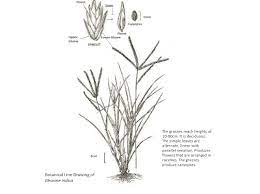 Pin On Goosegrass Paragis