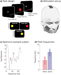 A body in periodic motion is said to have undergone one cycle after passing through a series of events or positions and returning to its. Frequency Band Specific Electrical Brain Stimulation Modulates Cognitive Control Processes