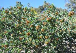 Image result for Searsia nebulosa