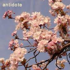 Orion Sun Antidote Lyrics Genius Lyrics