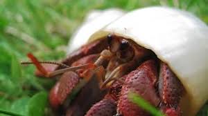 Your hermit crab lighting provides the additional benefit of heating the tank. Diy Hermit Crab Tank Cheap Tank Decor Ideas Youtube