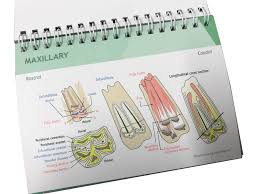 equine dental anatomy and pathology flip chart