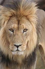 Kgalagadi Closeup African Lion Male Portrait Global Gallery