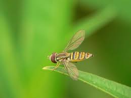 The striped hoverfly is slightly smaller and the markings on the second abdominal segment are darker, even with shades of orange. Wild Side Hoverflies The Martha S Vineyard Times