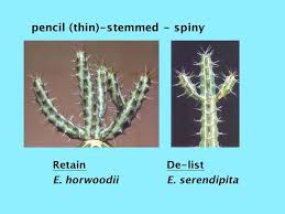 Image result for Euphorbia matabelensis