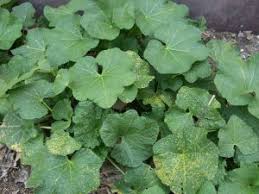 The first sign of a rust infection is reddish brown spots on the underside of leaves near the bottom of the plant. Ugly Scale On Hollyhocks Could Be Fungal Rust Indiana Yard And Garden Purdue Consumer Horticulturepurdue University Indiana Yard And Garden Purdue Consumer Horticulture