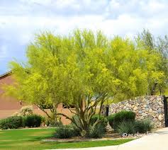 Foothills tend to grow on rocky slopes often away from washes or otherwise much drier. Learn About The Desert S Iconic Tree The Palo Verde
