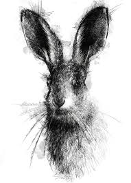 April Hare Sketch A Day Hare Illustration Pretty Art