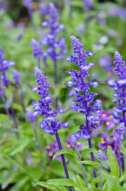 Maybe you would like to learn more about one of these? à®ª à®• à®•à®³ à®ª à®¯à®° à®•à®³ Flowers Names In Tamil