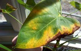 Anthurium Diseases And Other Cultivation Problems At Home Anthurium Yellow Leaf What To Do