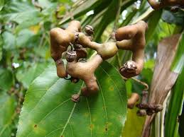 Image result for Hovenia dulcis