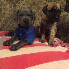 We currently have a litter born on february 28th. Garner S Great Danes Of The Carolinas Home Facebook
