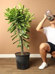 Image result for Euphorbia dedzana