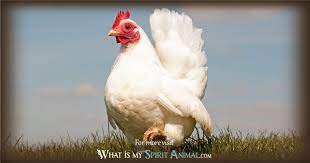 We did not find results for: Chicken Symbolism Meaning Chicken Spirit Totem Power Animal
