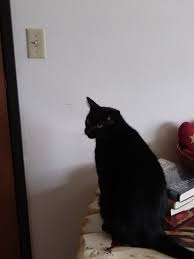 Mcmurtle, an elderly woman with white hair and glasses. Cat Food Bath Creature Koekoeken