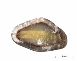 Image result for Gouania tiliifolia