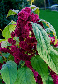 Image result for Amaranthus praetermissus