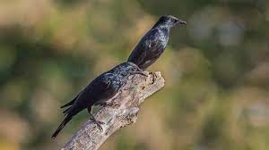 Download Suara Burung Cucak Keling Teler Gacor Mp3 Burung Hewan Bulu