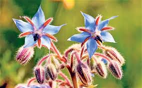 Low prices on flowers and bees. Target The Best Bee Friendly Plants