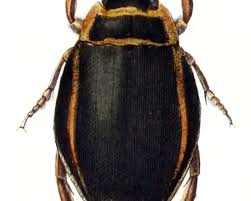 Image result for Dyschoriste multicaulis