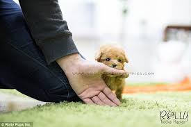 Popular breeds here at teacups, puppies and boutique include the: Instagram Account Shows Off Tiny 8000 Teacup Puppies Daily Mail Online