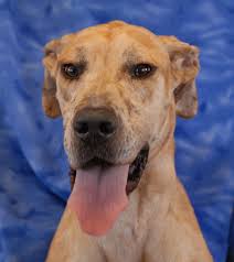 All puppies come vaccinated, micro chipped, de wormed, with registration we are offering the best quality great dane puppies you can find anywhere else. Lucy Is A Young Great Dane With Stunning Blond Merle Coloring Just Under 2 Years Of Age A Spayed Girl Debuting For Adoption Great Dane Animal Rescue Animals