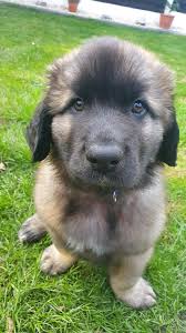 She is being raised in our home with lots of love and attention. Leonberger The Gentle Giants