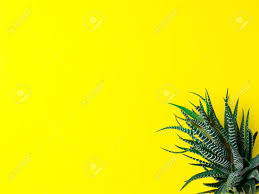 Green Cactus On A Bright Yellow Background Creative Minimal Stock Photo Picture And Royalty Free Image Image 96583293 Download these bright yellow background or photos and you can use them for many purposes, such as banner, wallpaper, poster background as well as powerpoint background and website background. green cactus on a bright yellow background creative minimal