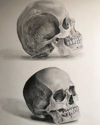 We are all familiar with our own skull of course, but could you identify what animal a skull belongs to just by seeing it by itself. 50 Skull Drawings Sketches For Art Inspiration