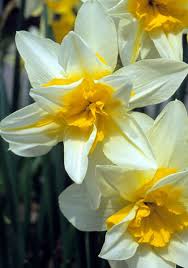 Daffodil Argent Circa 1902 Considered By Some To Be The Best Double Daffodil But Very Hard To Find Argent Bursts With Sprin Flores Bonitas Narcisos Flores