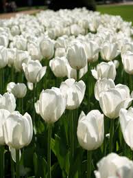 Before you buy a bouquet﻿, check out these flower meanings for popular blooms like roses, tulips, lilies, and peonies, to make sure you send the right message. Tulips White Flowers Free Photo On Pixabay