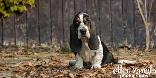 Image result for basset hound