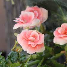 袁晓辉rita 海棠花begonia的種類與種法 flowers plants yard landscaping