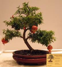 Just lightly pinch the branch and slide your fingers down. The Cheapest Way Of Propagating A Bonsai Tree Cuttings