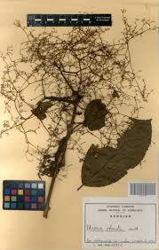 Image result for Scepocarpus