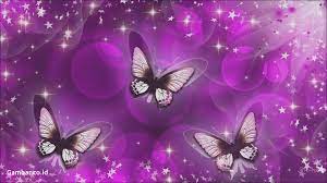 Gambar backround dan animasi bergerak terpopuler. Wallpaper Indah Bergerak Purple Wallpaper Butterfly 1920x1080 Download Hd Wallpaper Wallpapertip