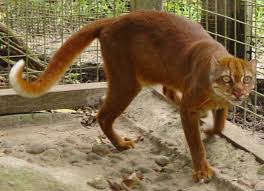 Learn about species found in the big cat family, including tiger, lion, jaguar and more in our expert guide. Wild Cats List With Pictures Facts A Guide To All Wild Cats Species