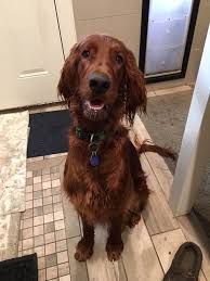 Breeder's directory the isca breeders directories (booklet and internet) are open to members of the irish setter club of america who fulfill the following requirements: Pin On Irish Setters