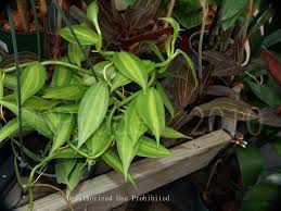 S h p x k o n m s 0 0 o v a r r e t l d. Plantfiles Pictures Orchid Variegated Vanilla Orchid Variegata Vanilla Planifolia By Daylilyslp