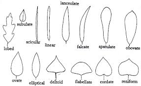 Image result for leaf shape obovate