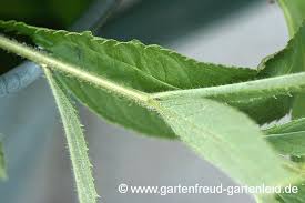 Check spelling or type a new query. Veronicastrum Arzneiehrenpreis Gartnern Mit Stauden