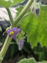 Image result for Solanum mammosum