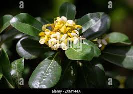 Image result for Pittosporaceae
