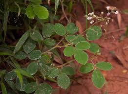 Image result for Grona adscendens