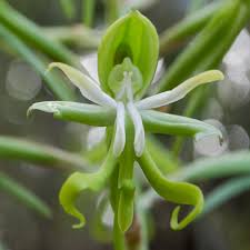 Image result for Bonatea