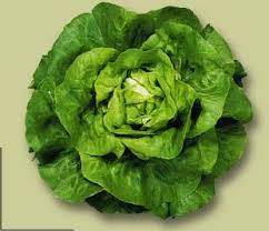 La Laitue Est La Salade Preferee Des Francais